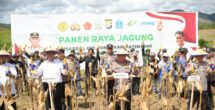Kapolri-Mentan Panen Raya Jagung di Bone, Dukung Program Ketahanan Pangan Nasional