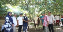Rayakan Idul Adha, Presiden Prabowo Beri Sapi Raksasa Untuk Masyarakat Luwu